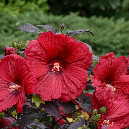 Hibiscus 'Holy Grail'  - Summerific® Holy Grail Hibiscus