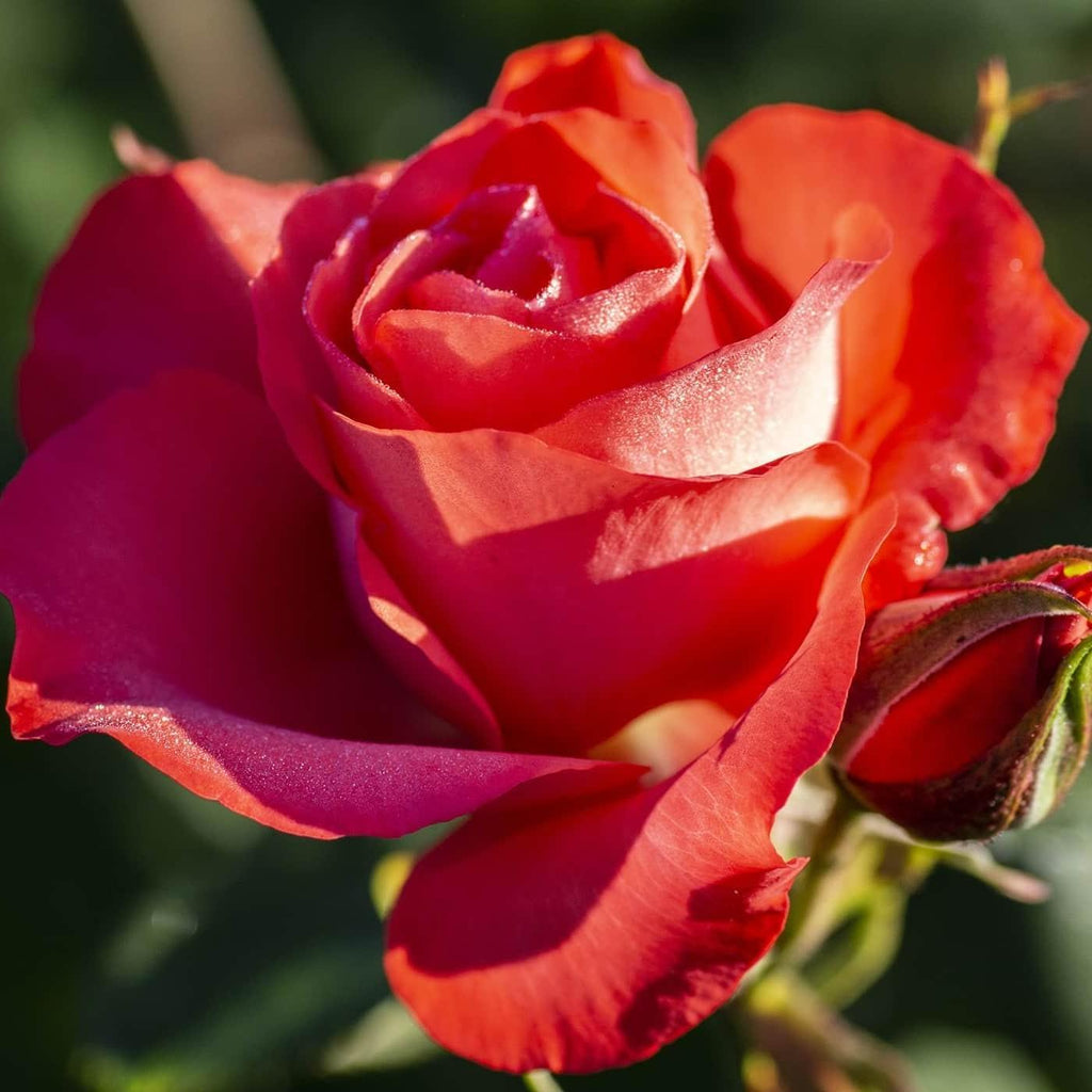 Rosa 'Meimonblan'  - Marmalade Skies™ Rose