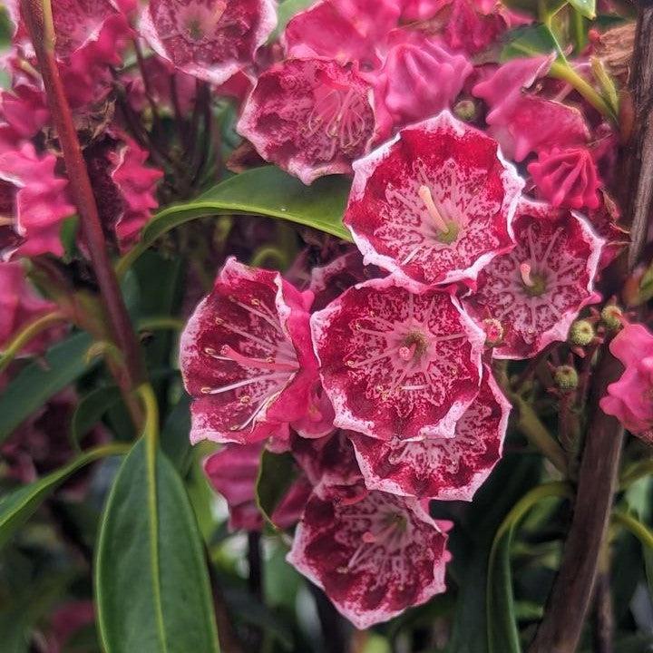 Kalmia latifolia 'Kaleidoscope'  - Kaleidoscope Mountain Laurel