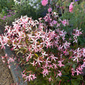Porteranthus trifoliatus 'Pink Profusion'  - Pink Profusion Bowman's Root