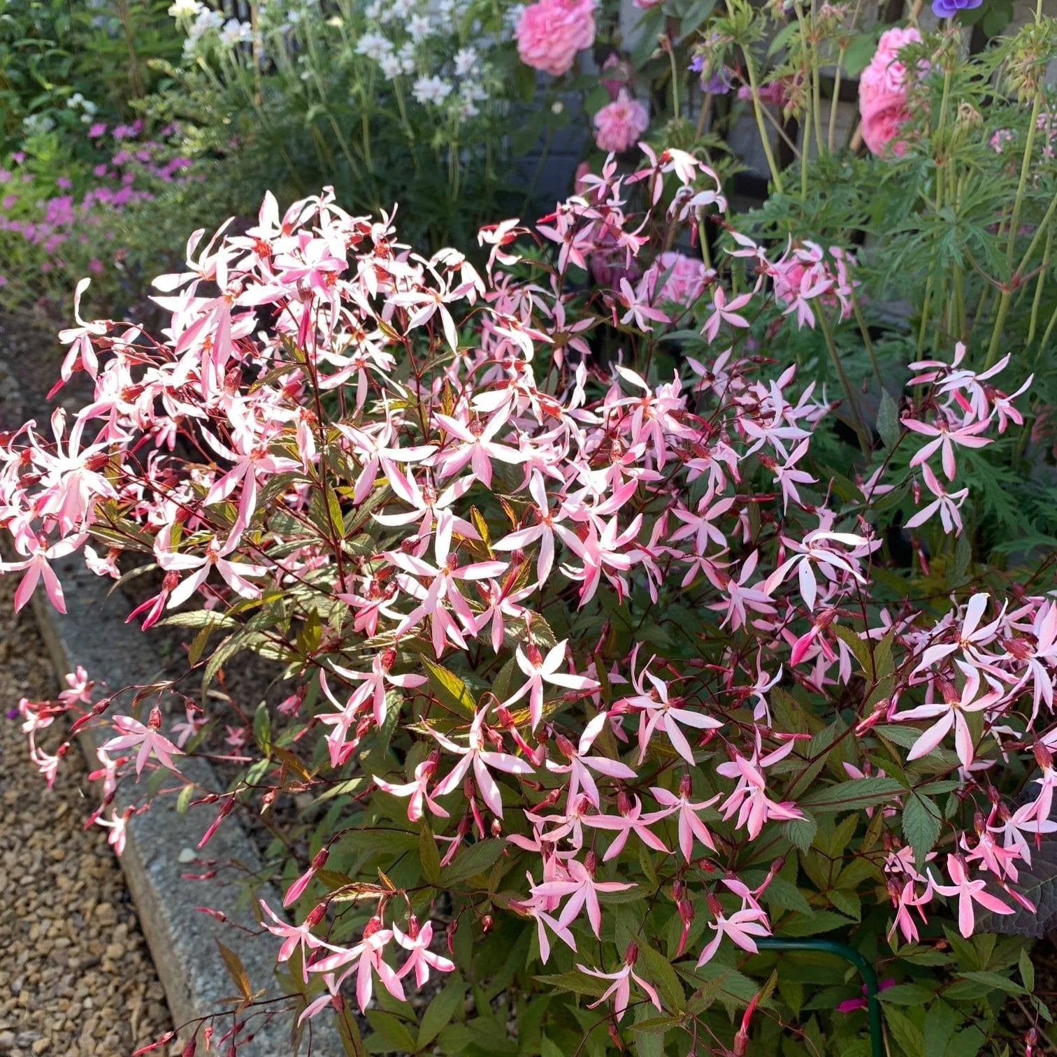 Porteranthus trifoliatus 'Pink Profusion'  - Pink Profusion Bowman's Root