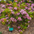 Kalmia latifolia 'Carousel'  - Carousel Mountain Laurel