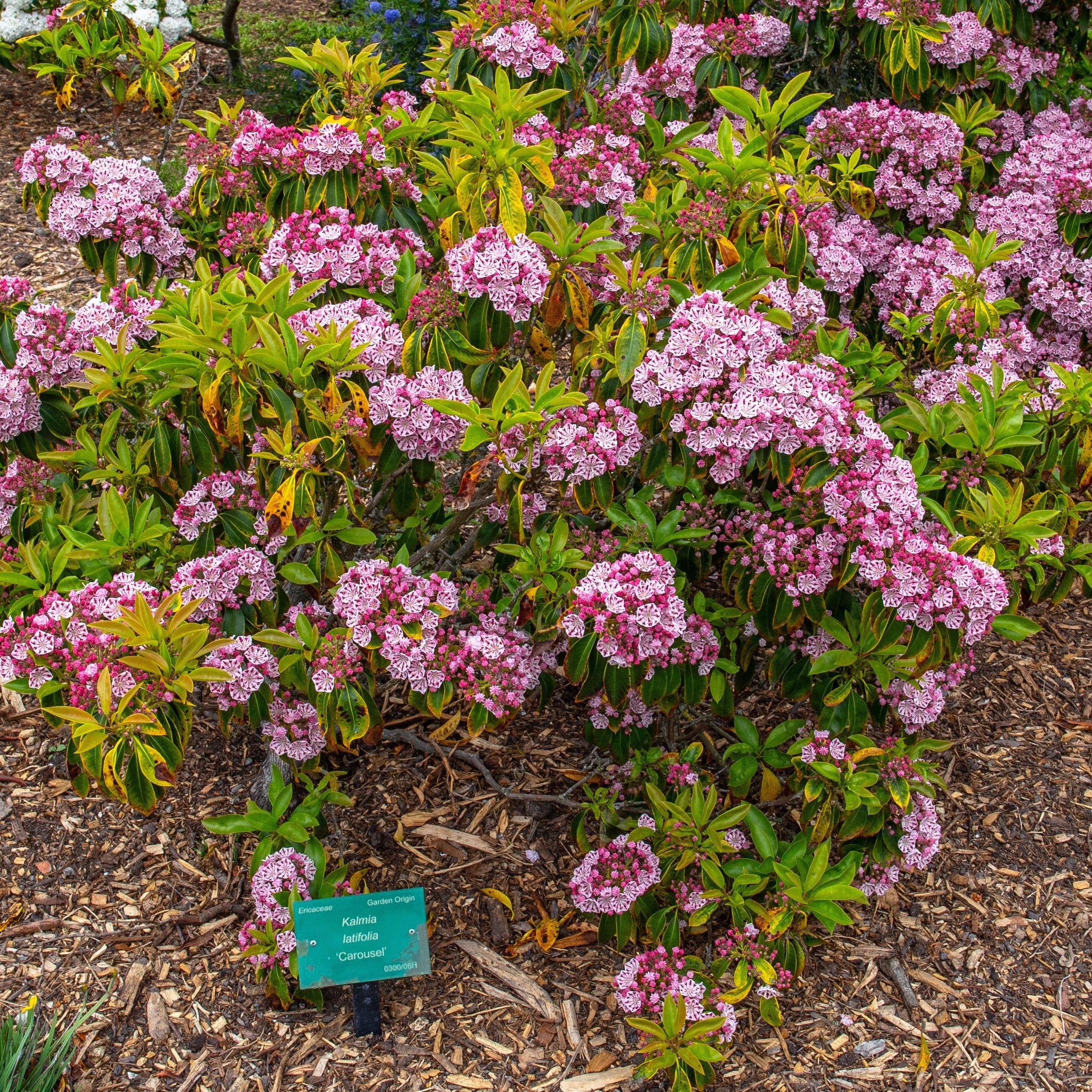 Kalmia latifolia 'Carousel'  - Carousel Mountain Laurel
