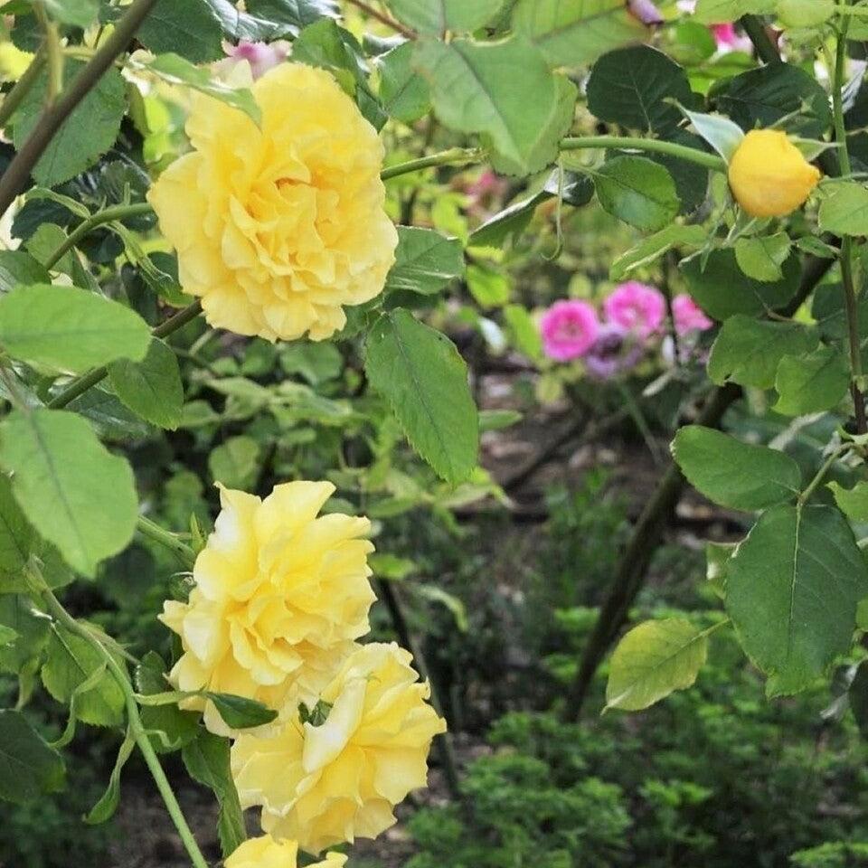Rosa 'KORresia'  - Sunsprite Rose
