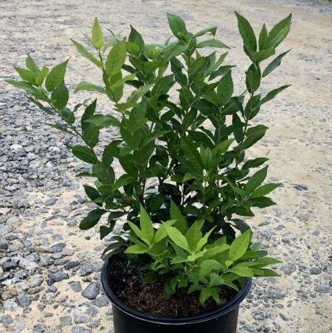 Ilex verticillata 'Winter Red'  - Winter Red Winterberry