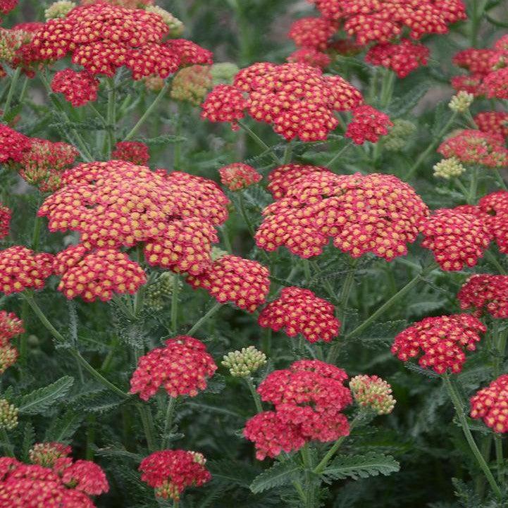 Achillea ’Firefly Red Pop’  - PW® Firefly Red Pop Yarrow