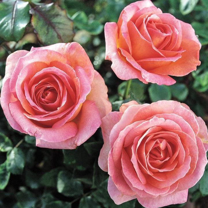 Rosa 'Meibderos'  - Elle® Rose