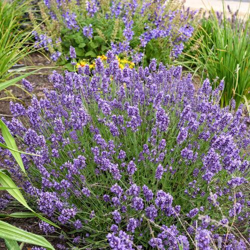 Lavandula angustifolia 'Summer Serenade'  - Summer Serenade Lavender