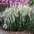 Veronica 'White Wands'  - Magic Show® White Wands Speedwell