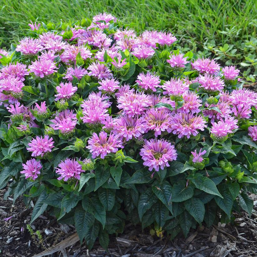 Monarda didyma 'Pardon My Lavender'  - Pardon My Lavender