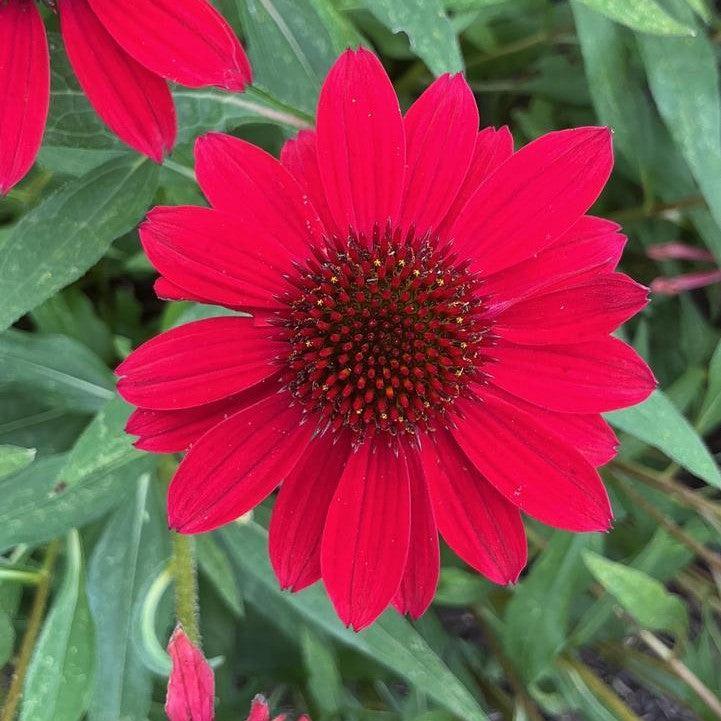 Echinacea purpurea 'SunMagic Vintage Hot Red'  - SunMagic® Vintage Hot Red Echinacea