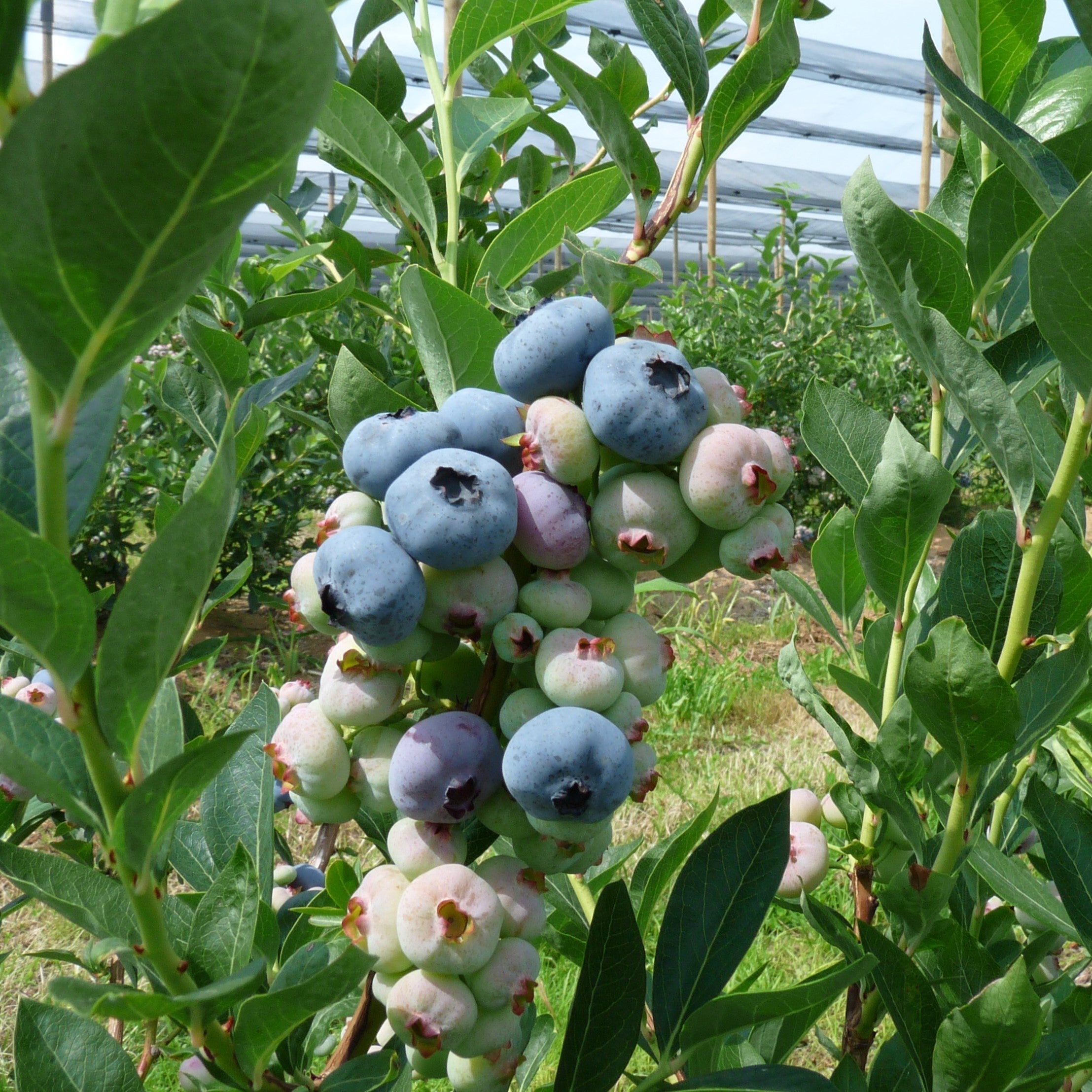 Vaccinium corymbosum 'Chandler'  - Chandler Blueberry