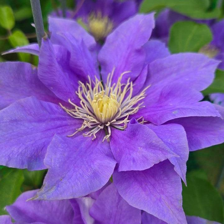 Clematis 'Evipo099'  - Boulevard® Olympia™ Clematis