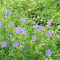 Azure Rush Cranesbill (Geranium 'Azure Rush') — Long-Blooming Blue Perennial