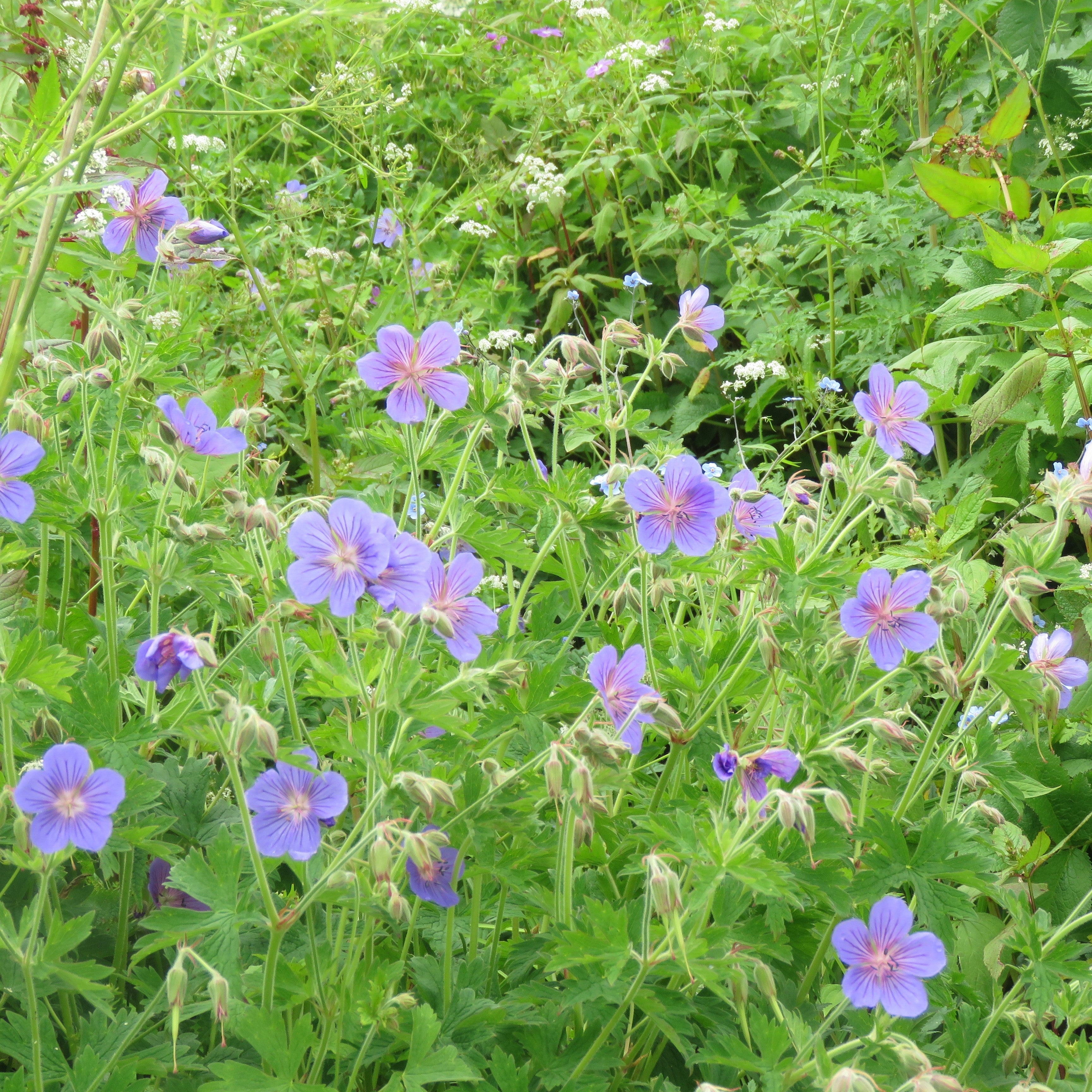Azure Rush Cranesbill (Geranium 'Azure Rush') — Long-Blooming Blue Perennial