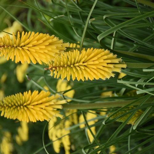 Kniphofia 'Solar Flare'  - PW® Pyromania® Solar Flare Red Hot Poker