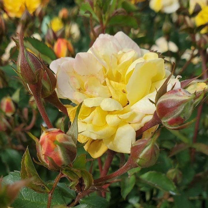 Rosa 'Meilowmye'  - Color Cocktail™ Rose