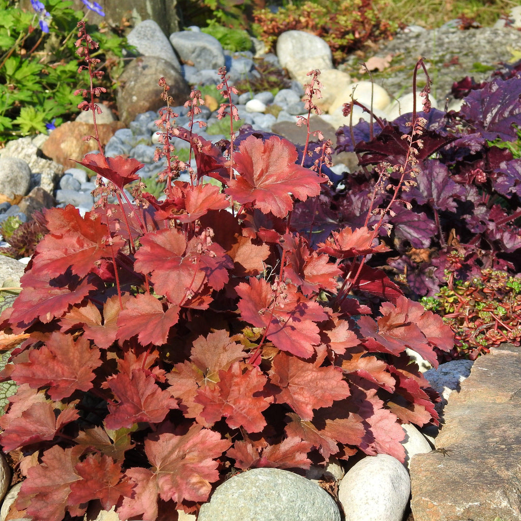 Heuchera x 'TNHEUNER' PP #29,420  - Northern Exposure™ Red Heuchera