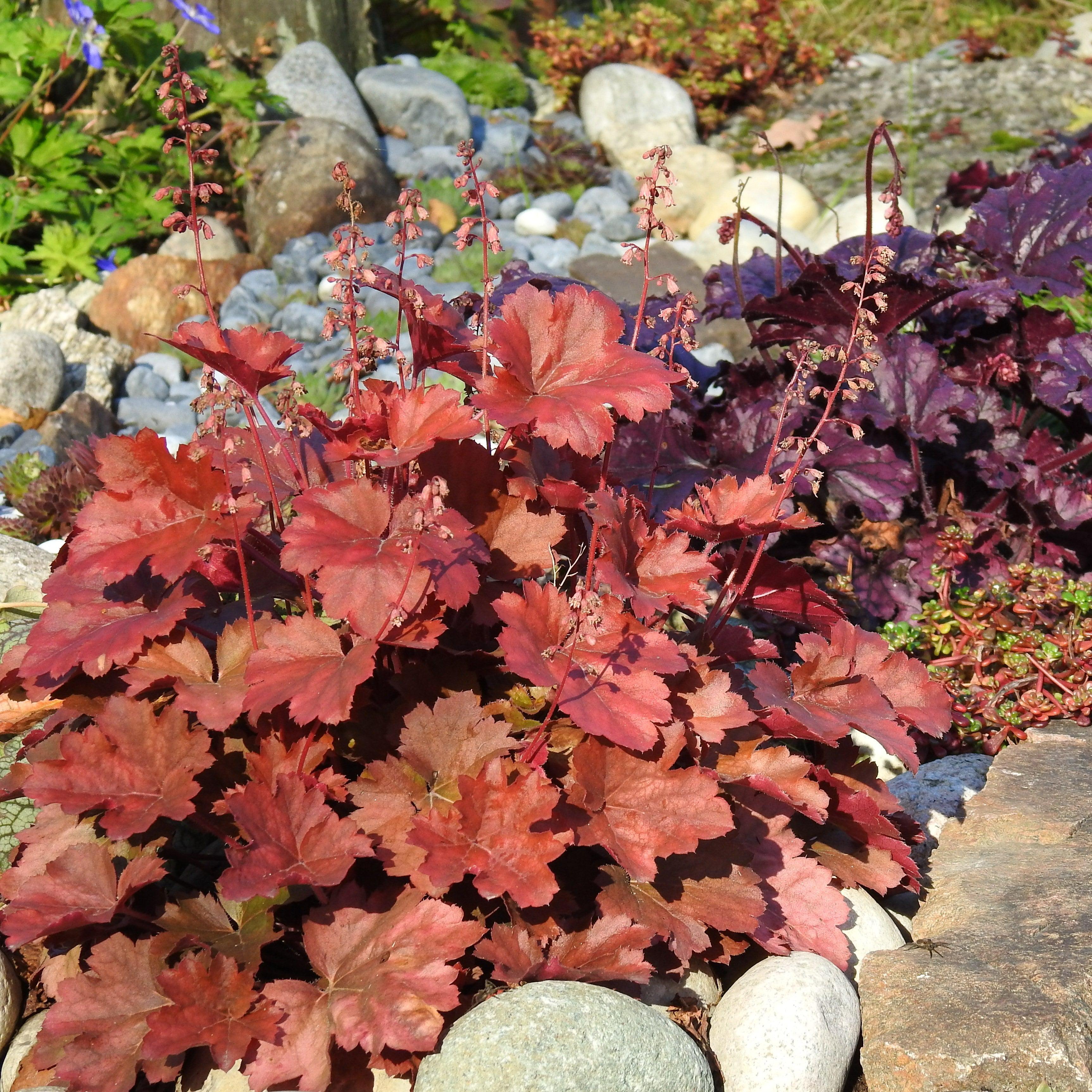 Heuchera x 'TNHEUNER' PP #29,420  - Northern Exposure™ Red Heuchera