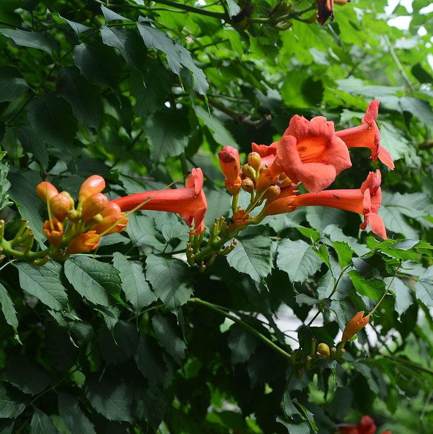 Campsis radicans  - Trumpet Vine