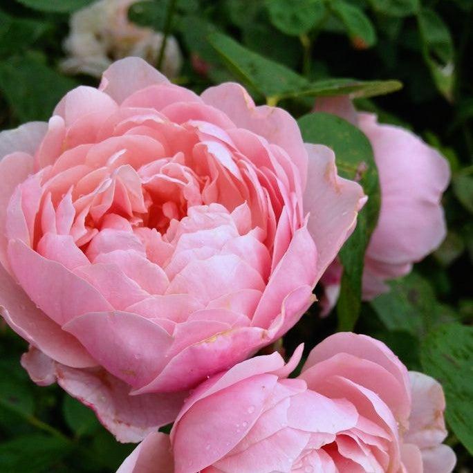 Rosa 'Ausglobe'  - Brother Cadfael® Rose