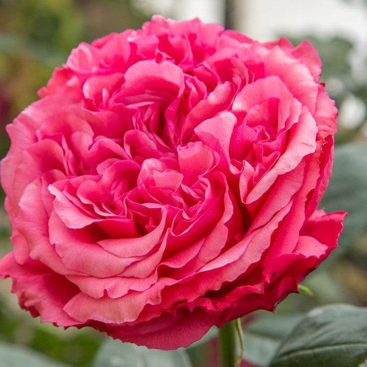 Rosa 'Meicatess' PP 34,789  - Loves Me, Loves Me Not™ Rose
