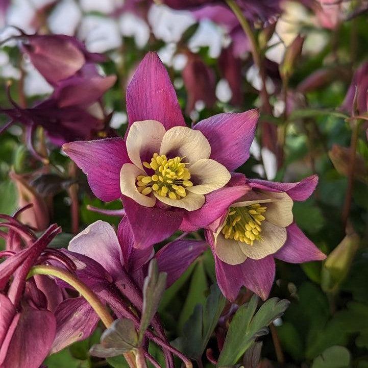 Aquilegia 'PAS1258486'  - Earlybird™ Purple White Columbine
