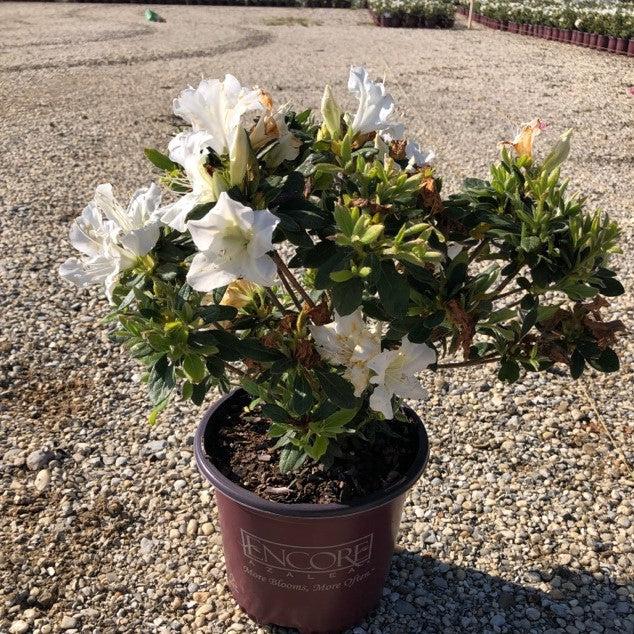 Rhododendron ‘Roblex’  - Encore® Autumn Lily™ Azalea