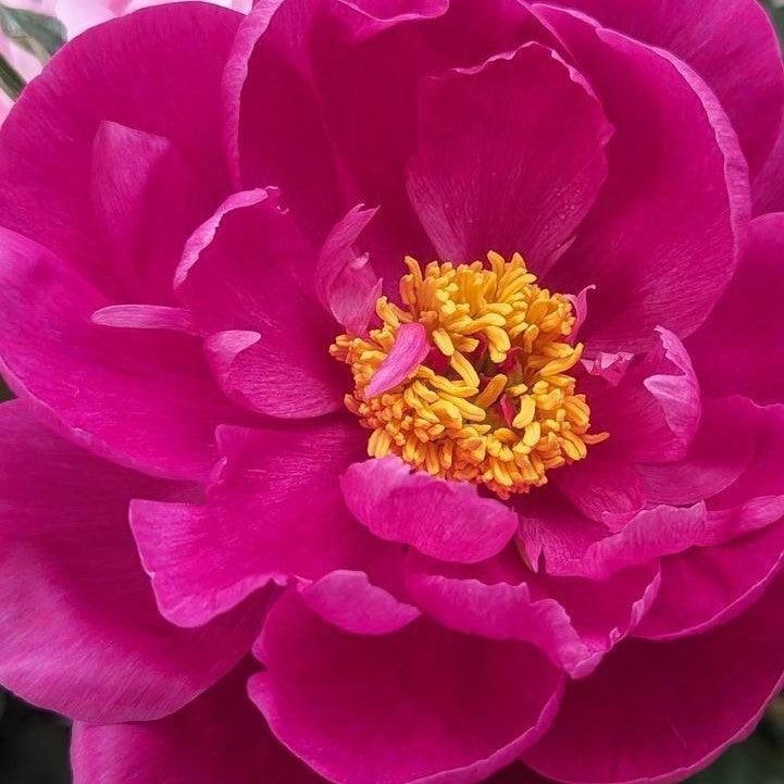 Paeonia lactiflora 'Red Sarah Bernhardt'  - Red Sarah Bernhardt Peony