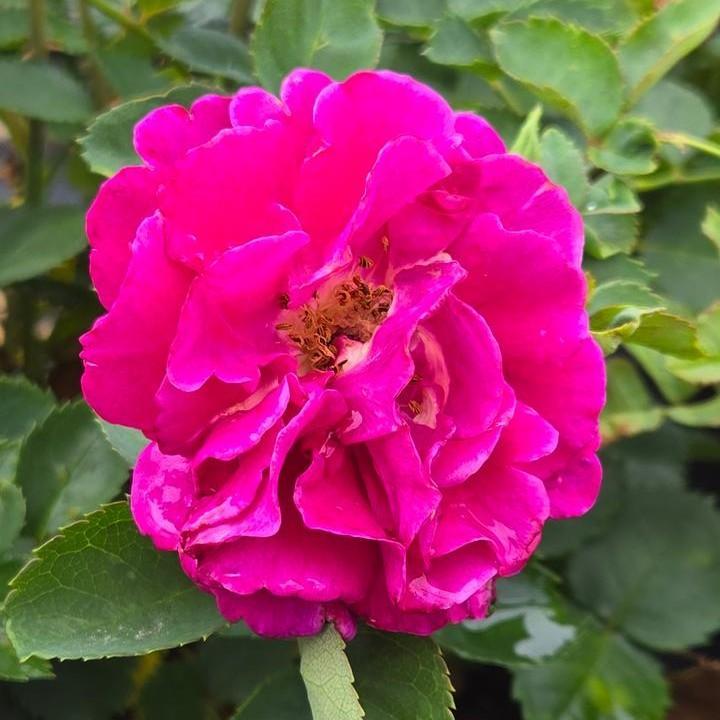 Rosa x 'Noa11356'  - Showpiece™ Purple Rose