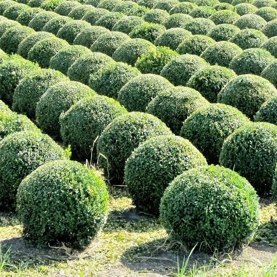 Buxus microphylla japonica 'Gregem'  - Baby Gem™ Boxwood