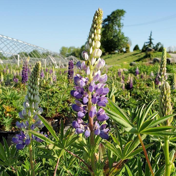 Lupinus 'Gallery Blue'  - Gallery Blue Lupine