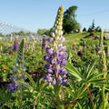 Lupinus 'Gallery Blue'  - Gallery Blue Lupine