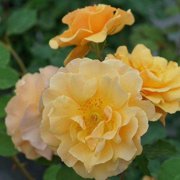Rosa x 'ChewAmberness'  - Rise Up® Amberness® Climbing Rose