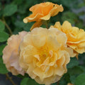 Rosa x 'ChewAmberness'  - Rise Up® Amberness® Climbing Rose