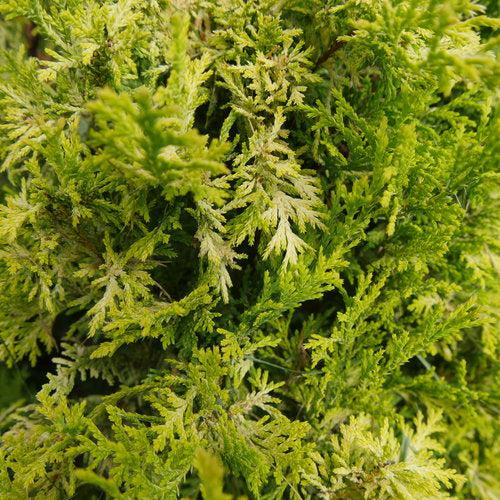 Chamaecyparis pisifera 'FARROWCGMS'  - Soft Serve® Gold False Cypress