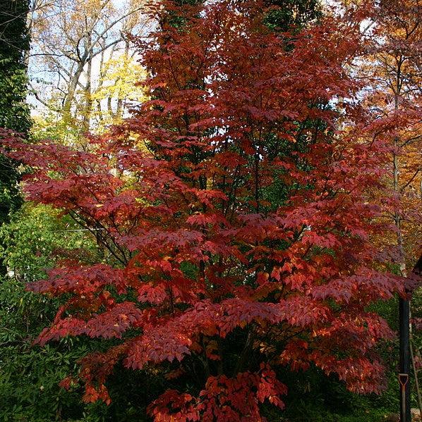 Cornus kousa  - Kousa Dogwood
