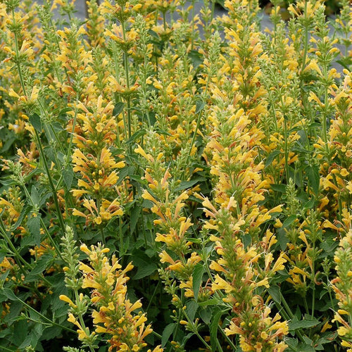 Agastache ‘Kudos Yellow’  - Kudos™ Yellow Hummingbird Mint, Hyssop