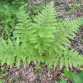 Dennstaedtia punctilobula  - Hayscented Fern