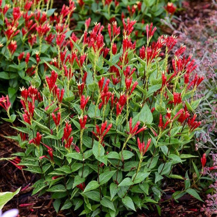 Spigelia marilandica 'Apple Slices'  - Apple Slices Indian Pink