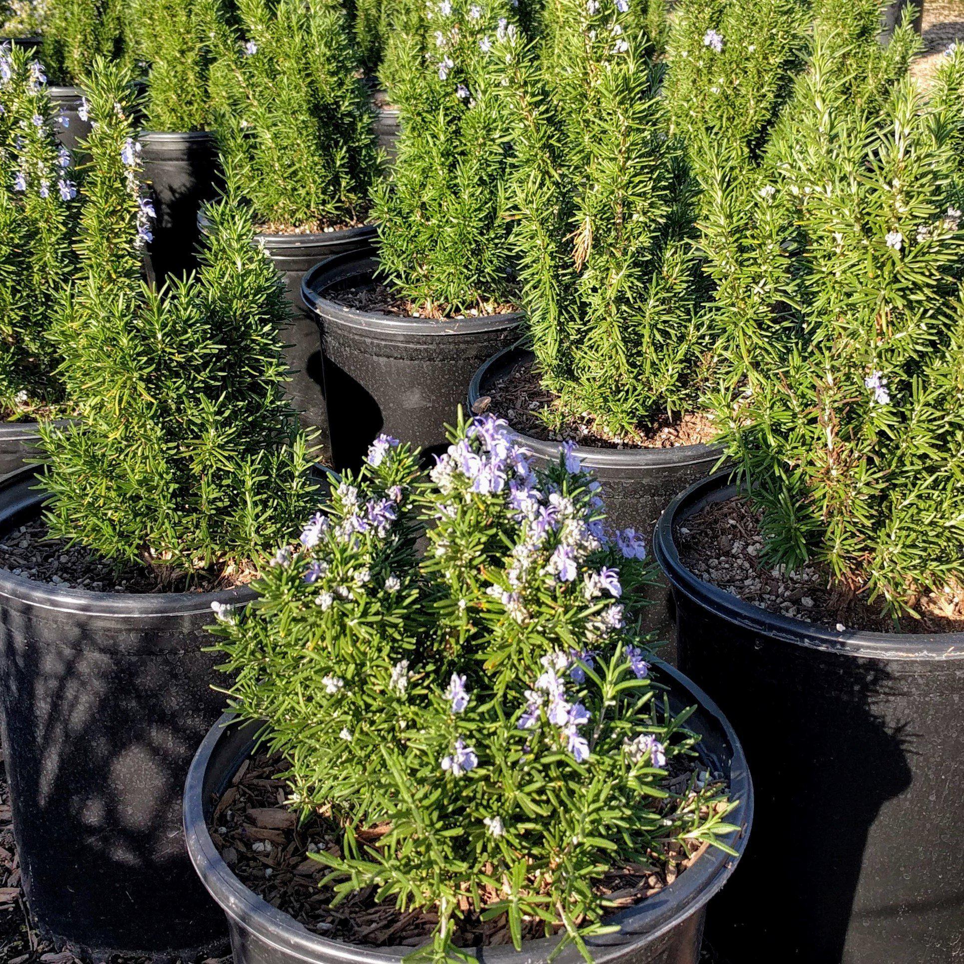 Rosmarinus officinalis 'Tuscan Blue'  - Tuscan Blue Rosemary
