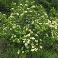 Viburnum lentago  - Nannyberry