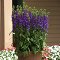 Lobelia x speciosa 'PAS1302712'  - Starship™ Blue Cardinal Flower