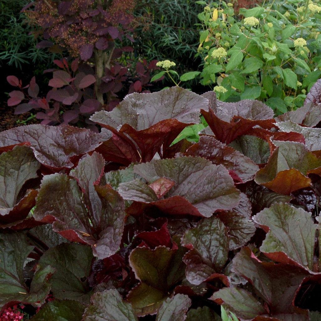 Ligularia dentata 'Britt-Marie Crawford'  - Britt-Marie Crawford Leopard Plant