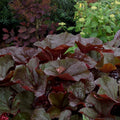 Ligularia dentata 'Britt-Marie Crawford'  - Britt-Marie Crawford Leopard Plant