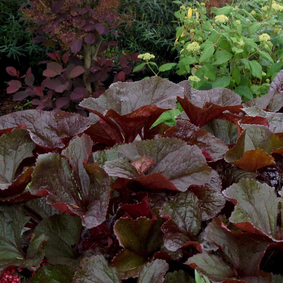 Ligularia dentata 'Britt-Marie Crawford'  - Britt-Marie Crawford Leopard Plant