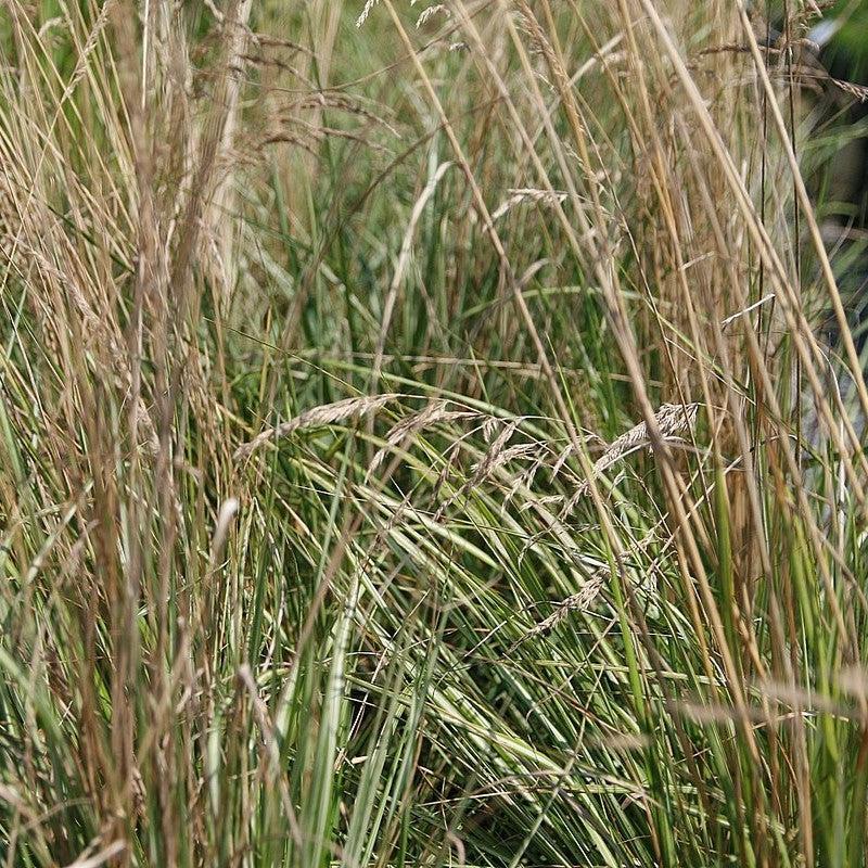 Calamagrostis x acutiflora 'Avalanche'  - Avalanche Feather Reed Grass