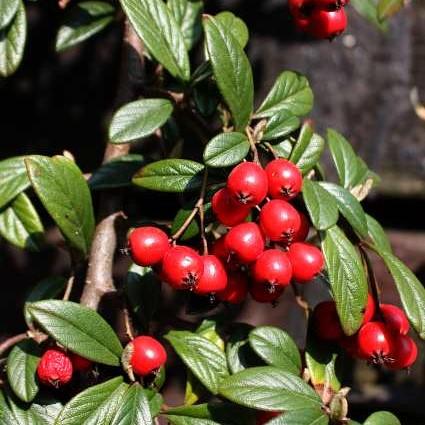 Cotoneaster dammeri 'Coral Beauty'  - Coral Beauty Cotoneaster
