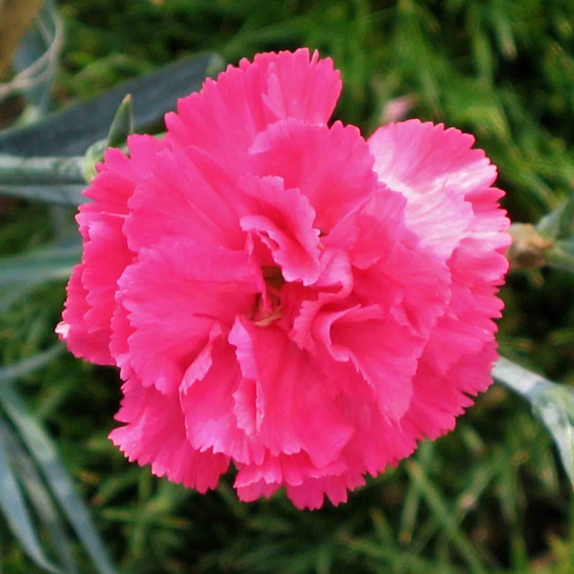 Dianthus 'Double Bubble'  - Pretty Poppers™ Double Bubble Dianthus