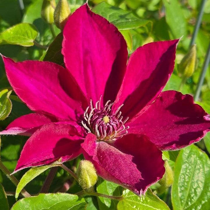 Clematis 'Evipo069'  - Tekla™ Clematis